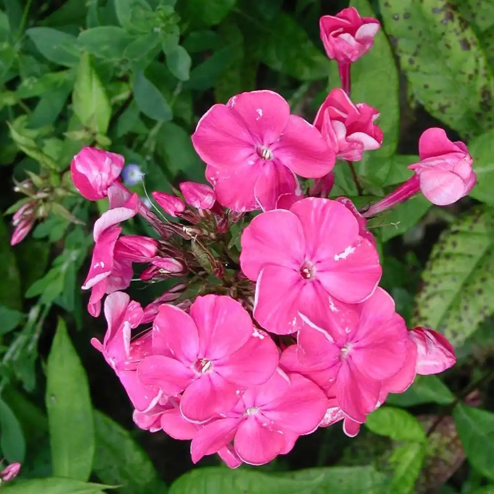 PHLOX 'Jules Sandeau' (Paniculata Group)