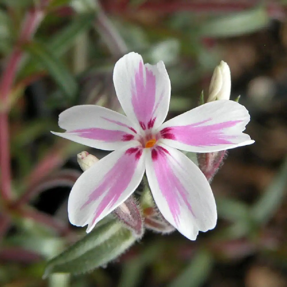 PHLOX 'Kimono' (Subulata Group)