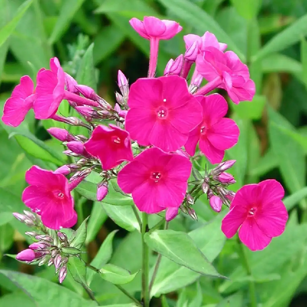 PHLOX 'Kirchenfürst' (Paniculata Group)