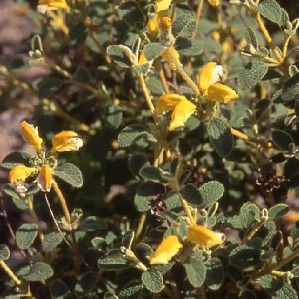 PHLOMIS lanata