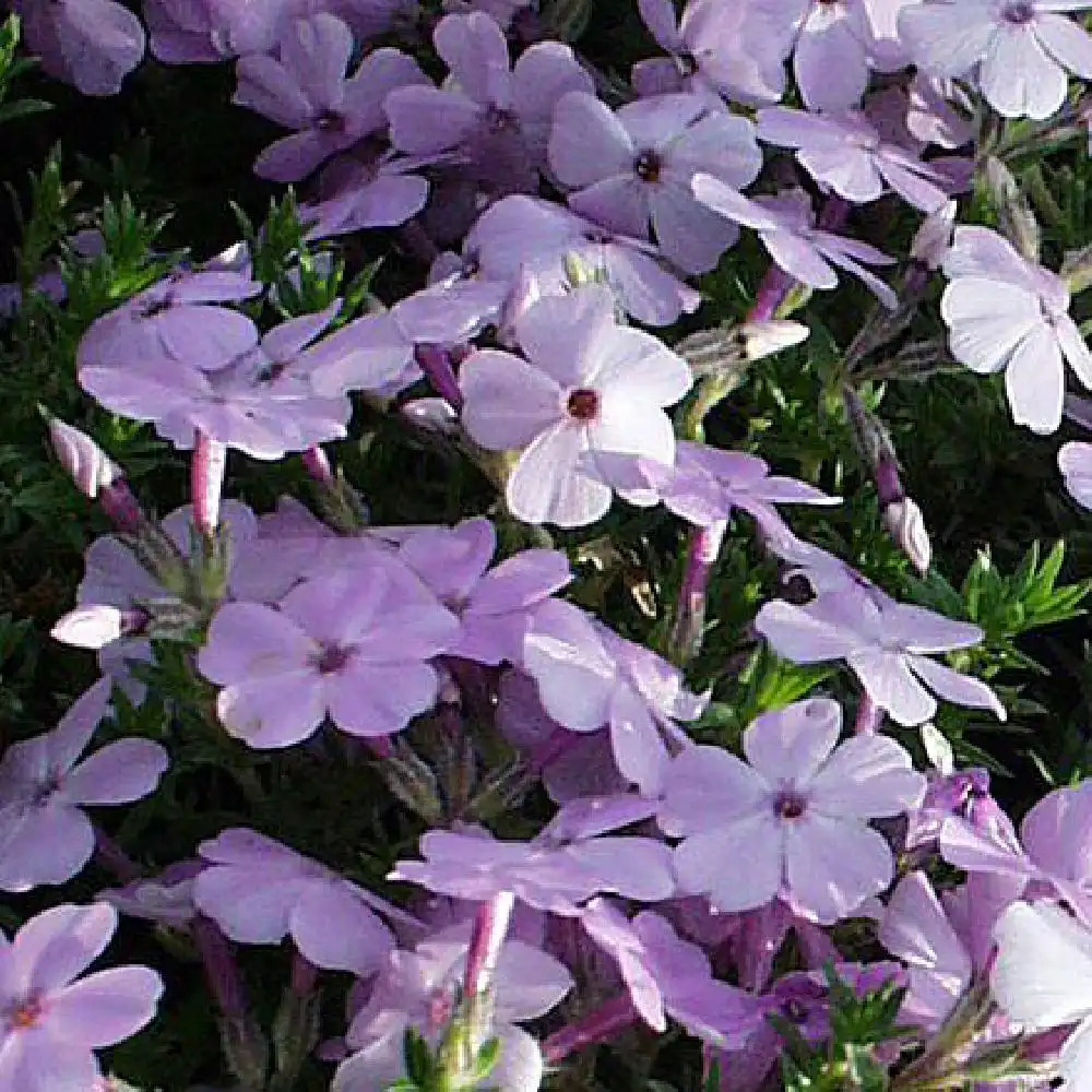 PHLOX 'Lilac Cloud' (Douglasii Group)