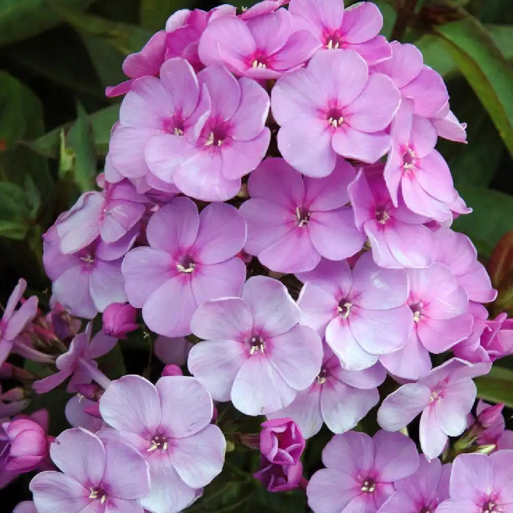 PHLOX 'Lilac Time' (Paniculata Group)