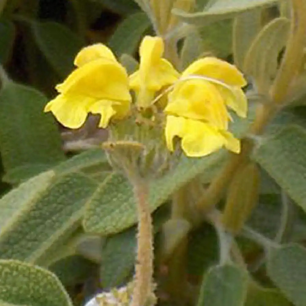 PHLOMIS lycia