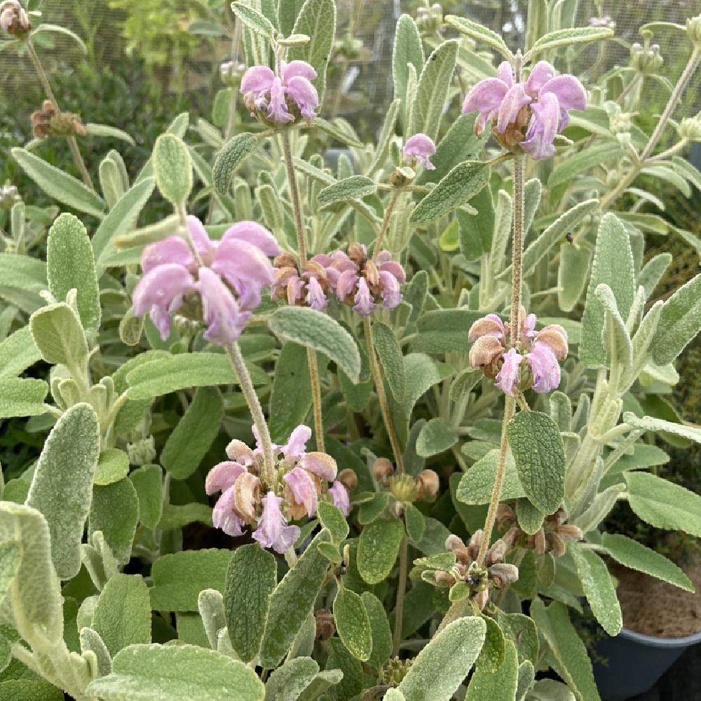 PHLOMIS 'Marina'