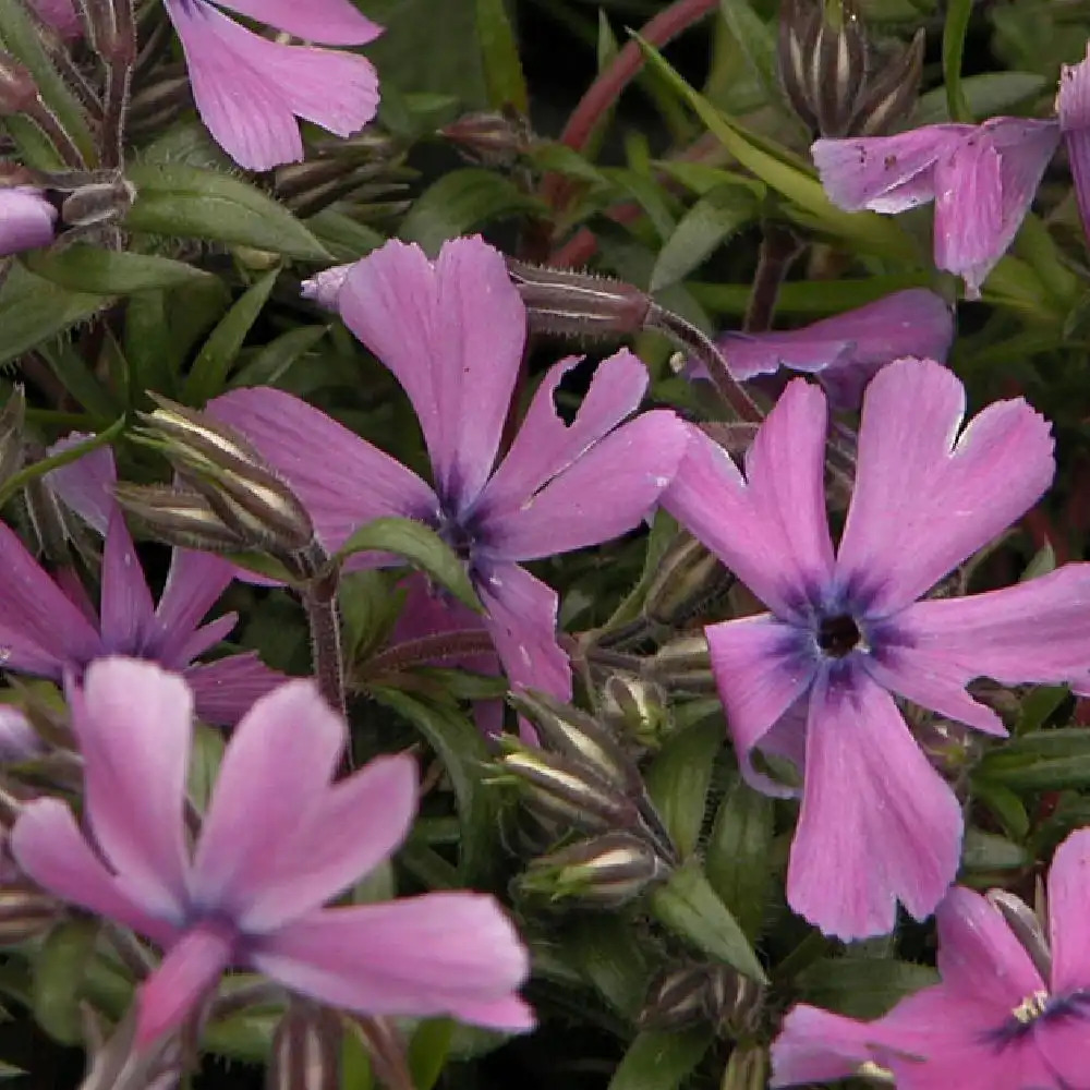 PHLOX 'Moerheimii' (Subulata Group)