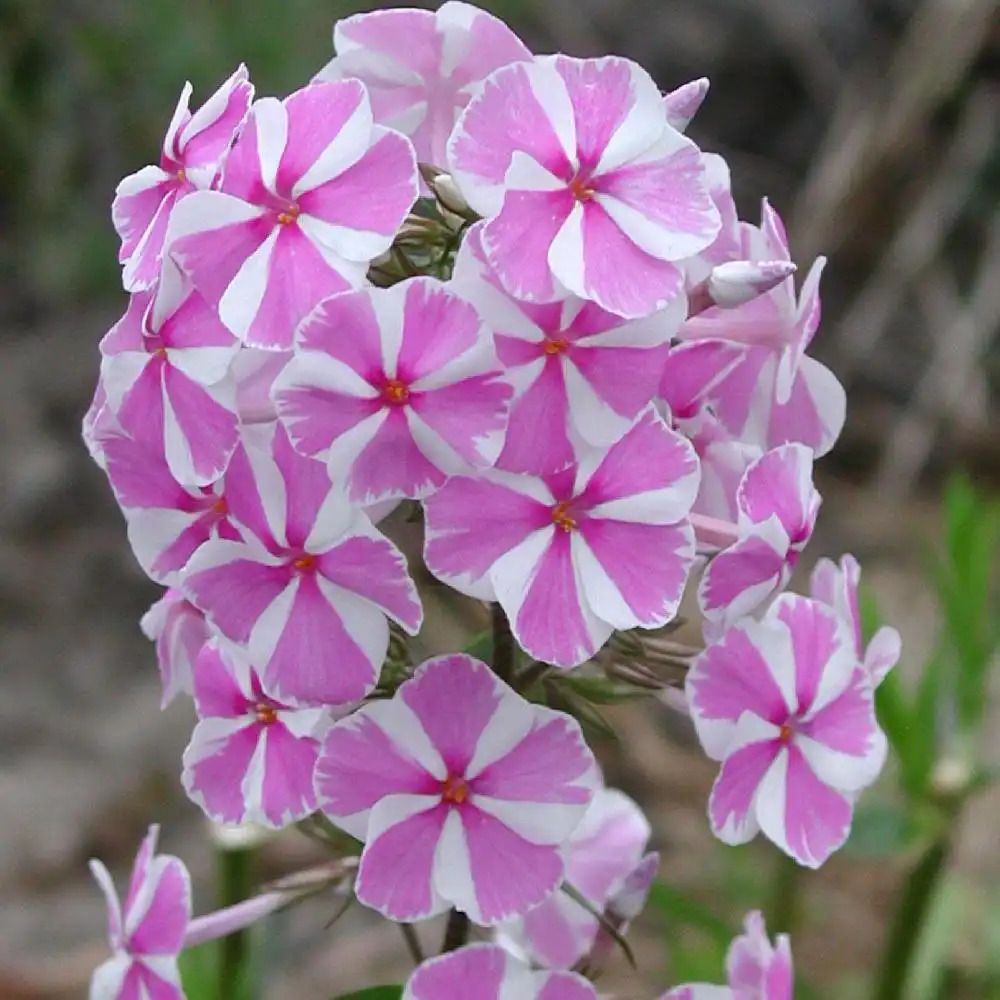 PHLOX 'Natasha' (Maculata Group)