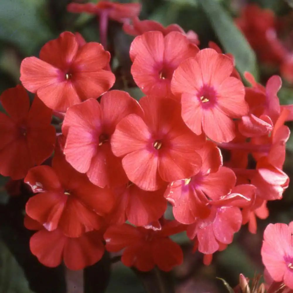 PHLOX 'Orange Perfection' (Paniculata Group)