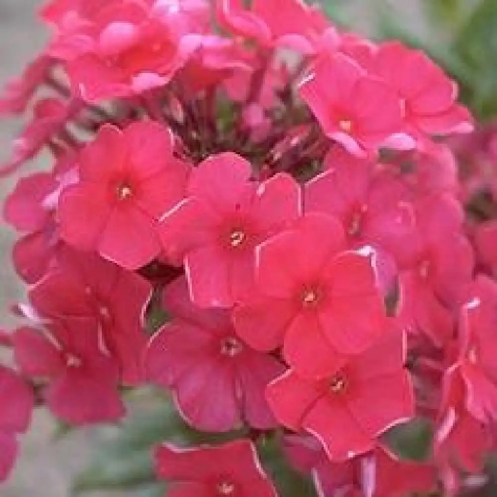 PHLOX 'Otley Ideal' (Paniculata Group)