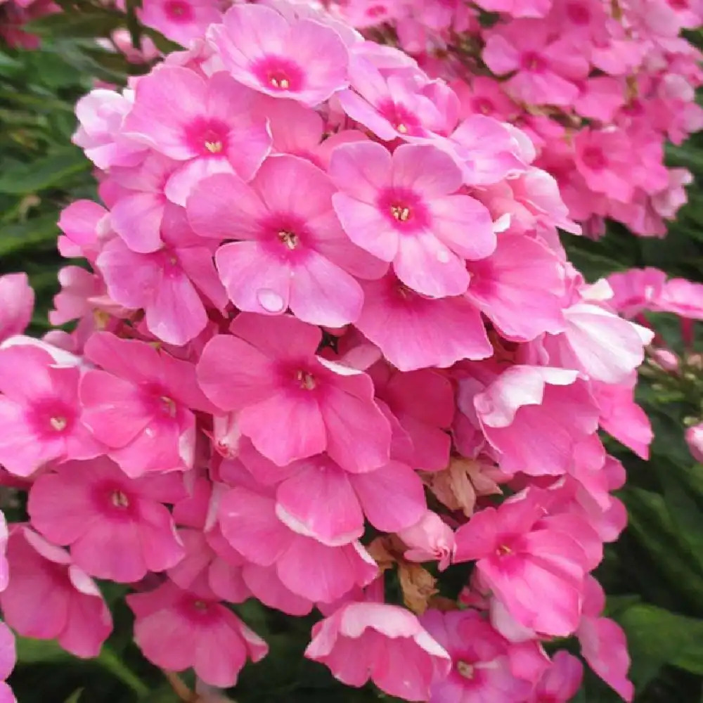 PHLOX paniculata 'Flame Light Pink'