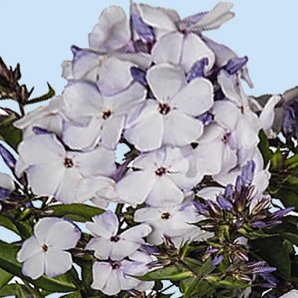 PHLOX paniculata 'Flame Marine'