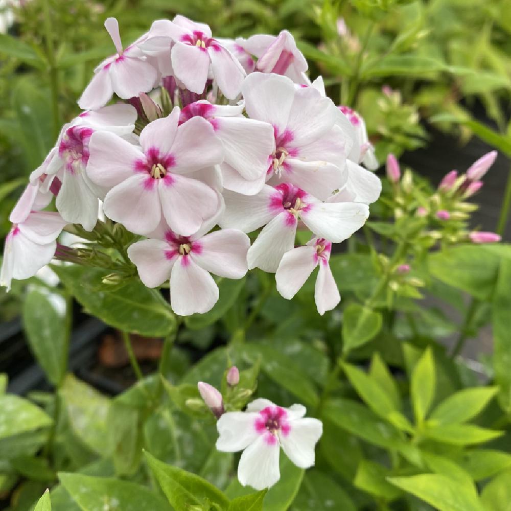 PHLOX paniculata 'Flame White Eye'