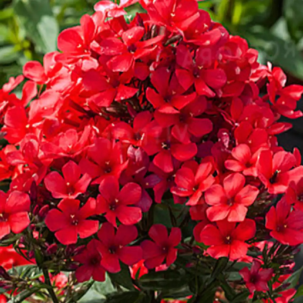 PHLOX paniculata 'Red Flame'