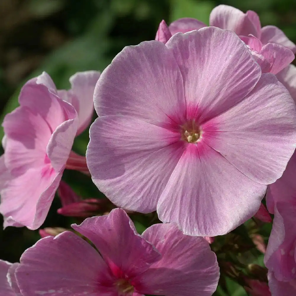 PHLOX 'Pinky Hill' (Paniculata Group)