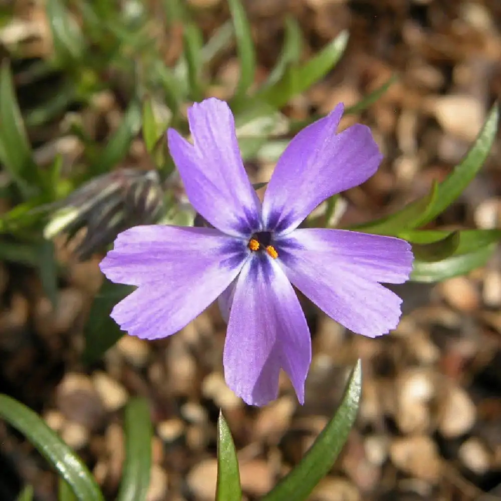 PHLOX 'Purple Beauty' (Subulata Group)
