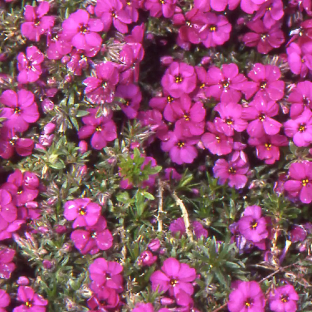 PHLOX 'Red Admiral' (Douglasii Group)