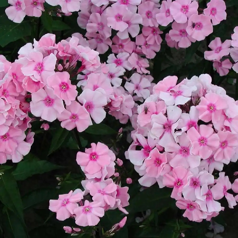 PHLOX 'Rosa Pastell' (Paniculata Group)