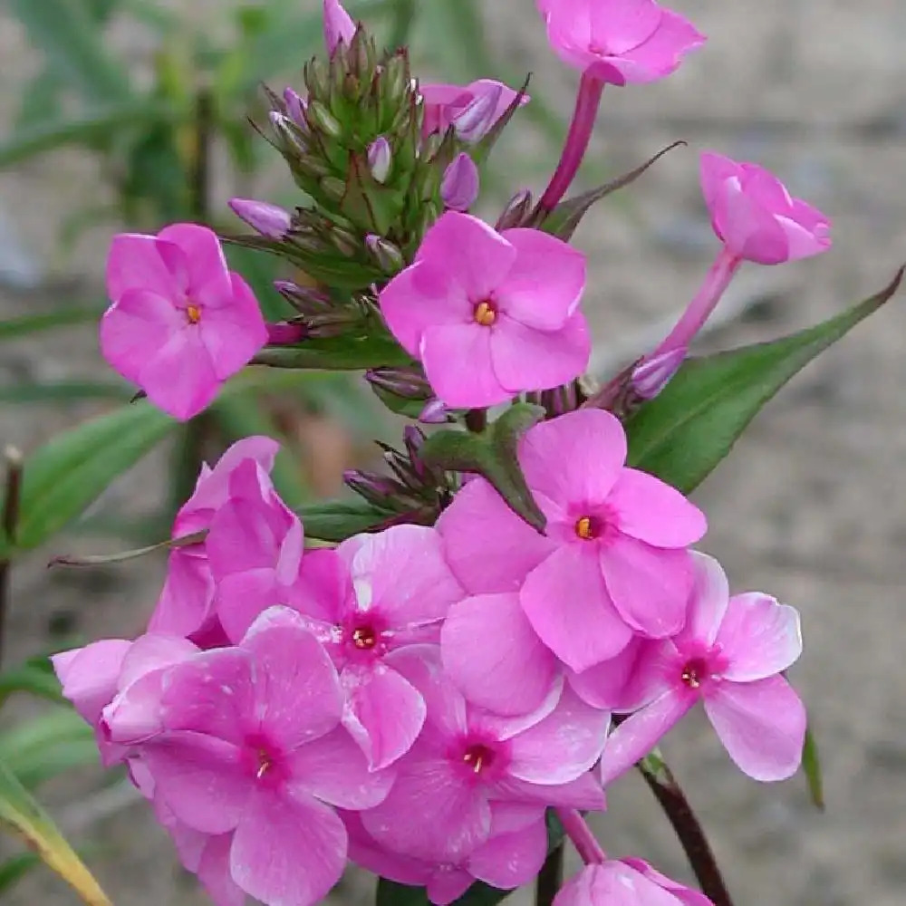 PHLOX 'Rosalinde' (Maculata Group)