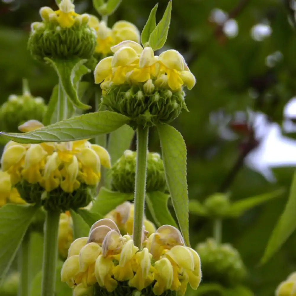 PHLOMIS russeliana