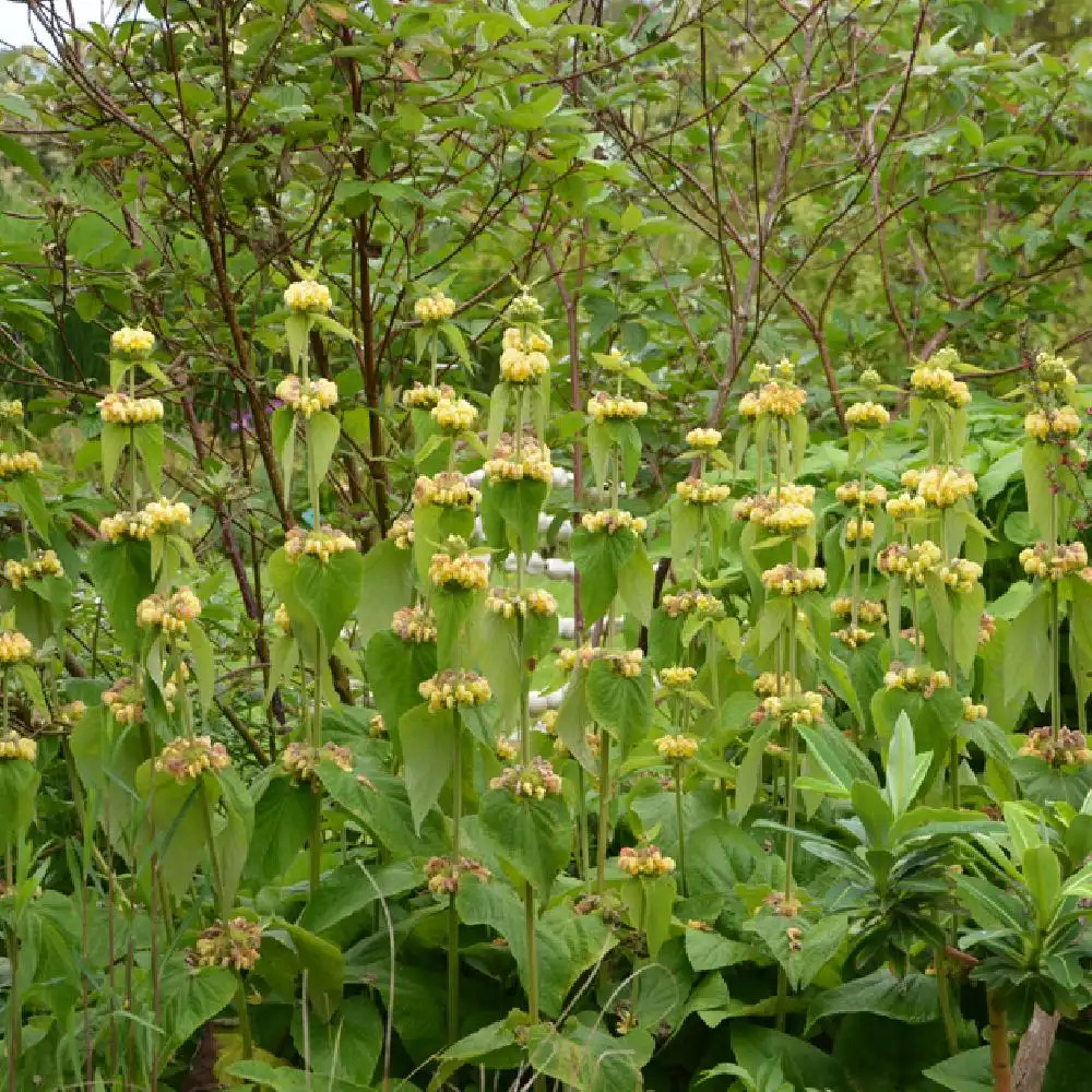 PHLOMIS russeliana.' image 2