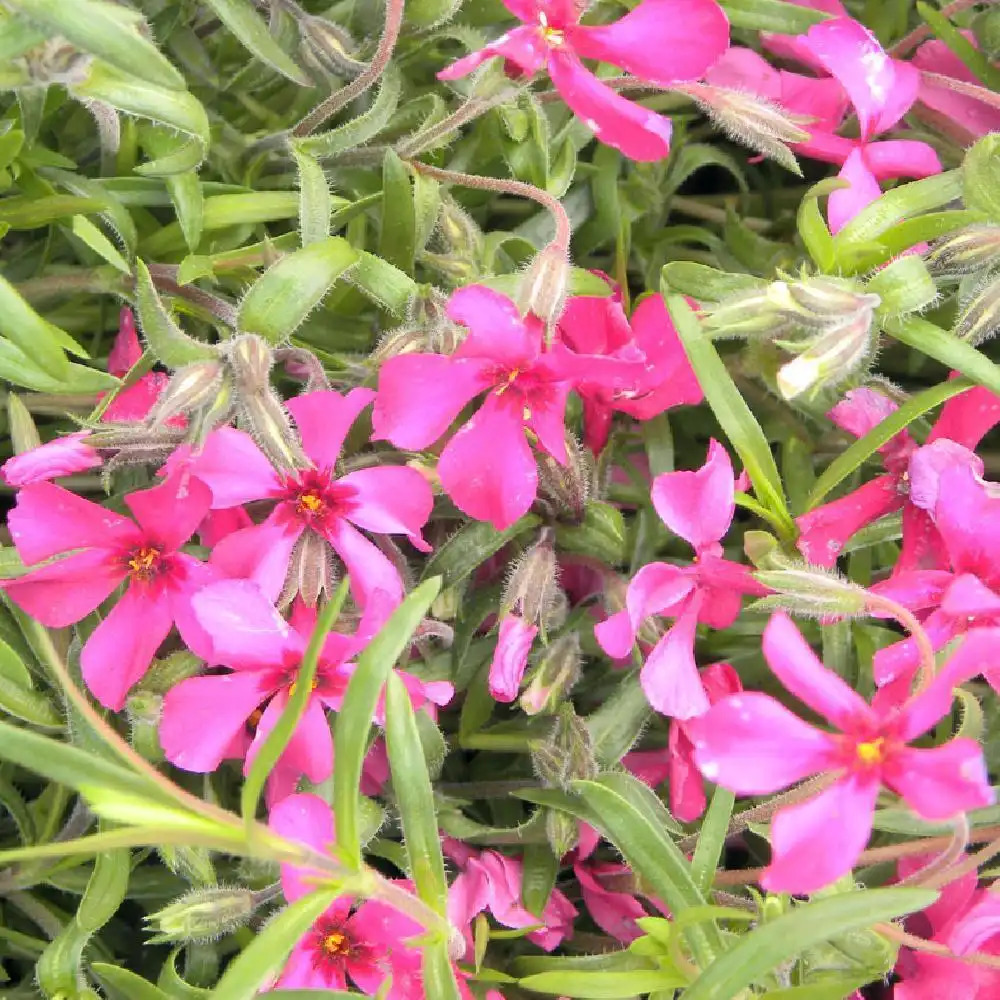 PHLOX 'Scarlet Flame' (Subulata Group)