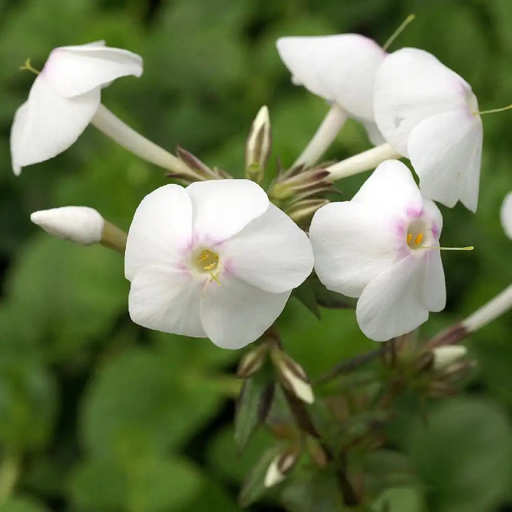 PHLOX 'Schneelawine' (Maculata Group)