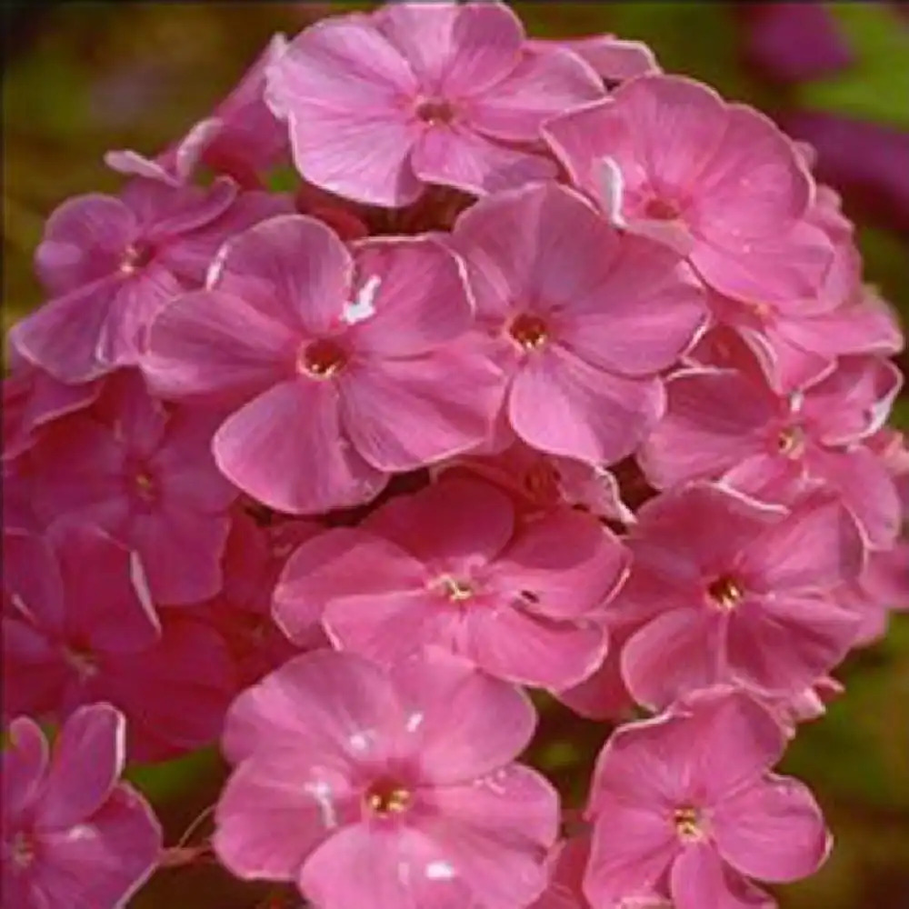 PHLOX 'Sir John Falstaff' (Paniculata Group)