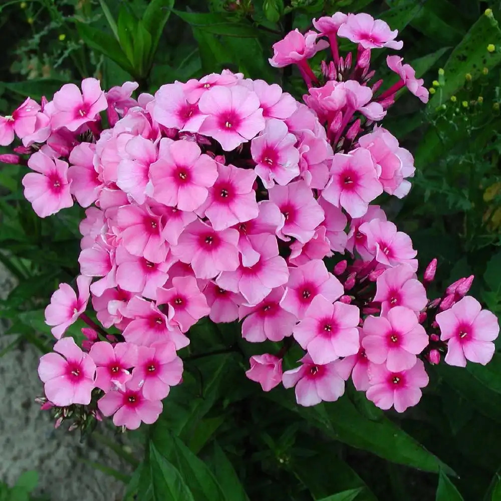 PHLOX 'Sommerfreude' (Paniculata Group)