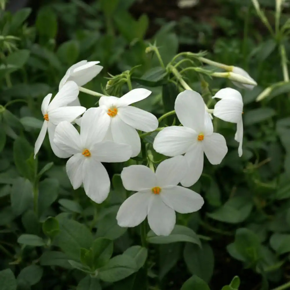 PHLOX stolonifera 'Alba'