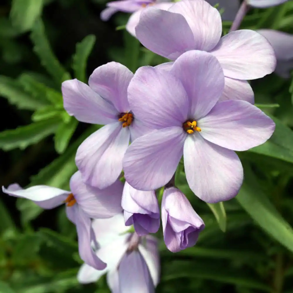 PHLOX stolonifera 'Blue Ridge'