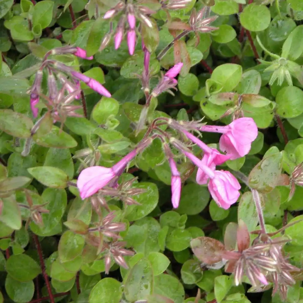 PHLOX stolonifera 'Home Fires'