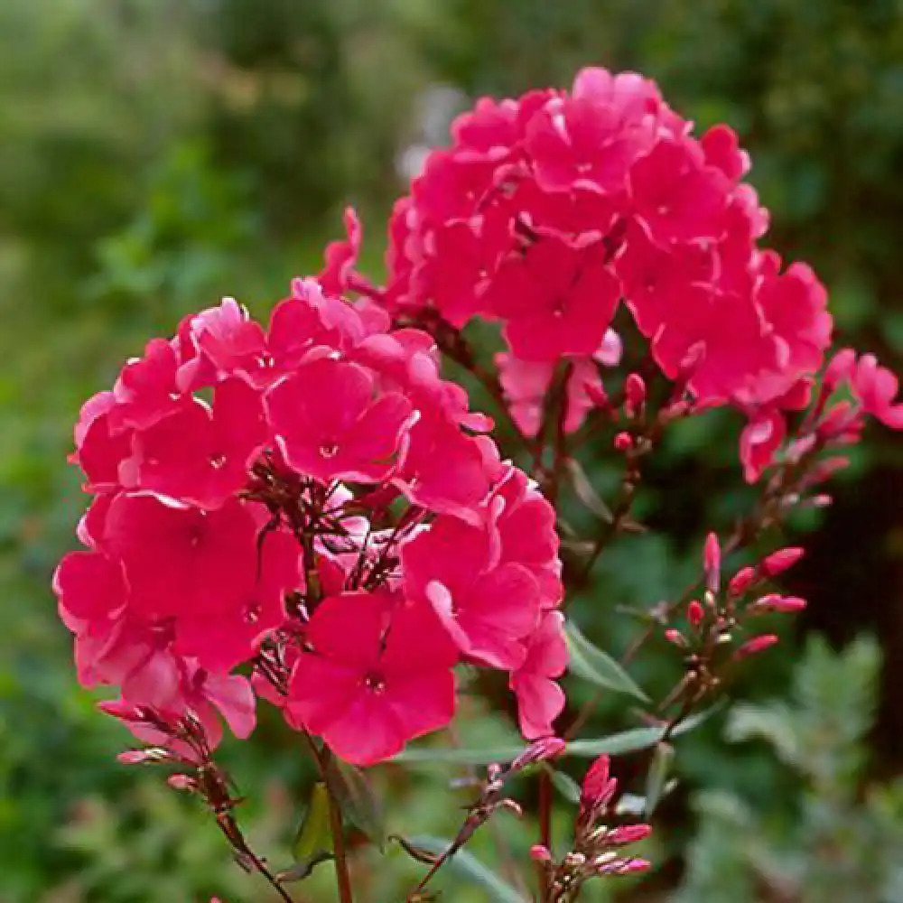 PHLOX 'Starfire' (Paniculata Group)