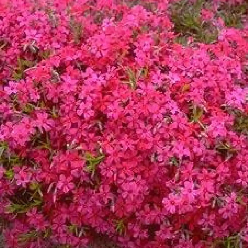 PHLOX 'Temiskaming' (Subulata Group)