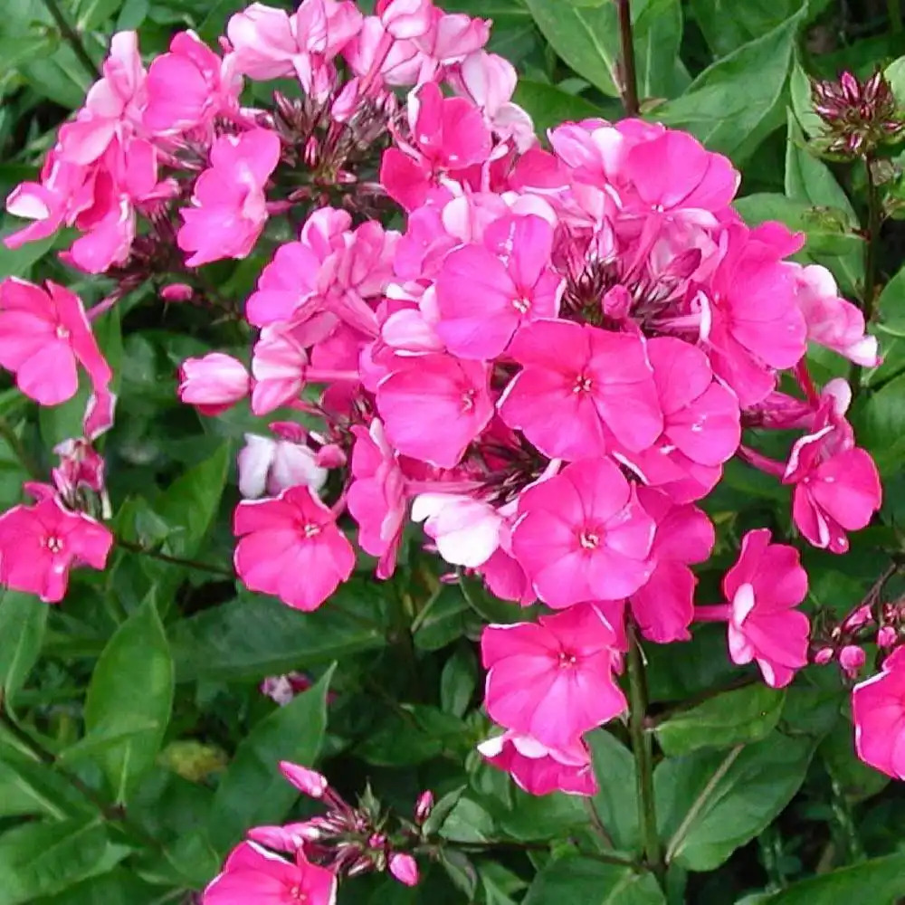 PHLOX 'Tenor' (Paniculata Group)