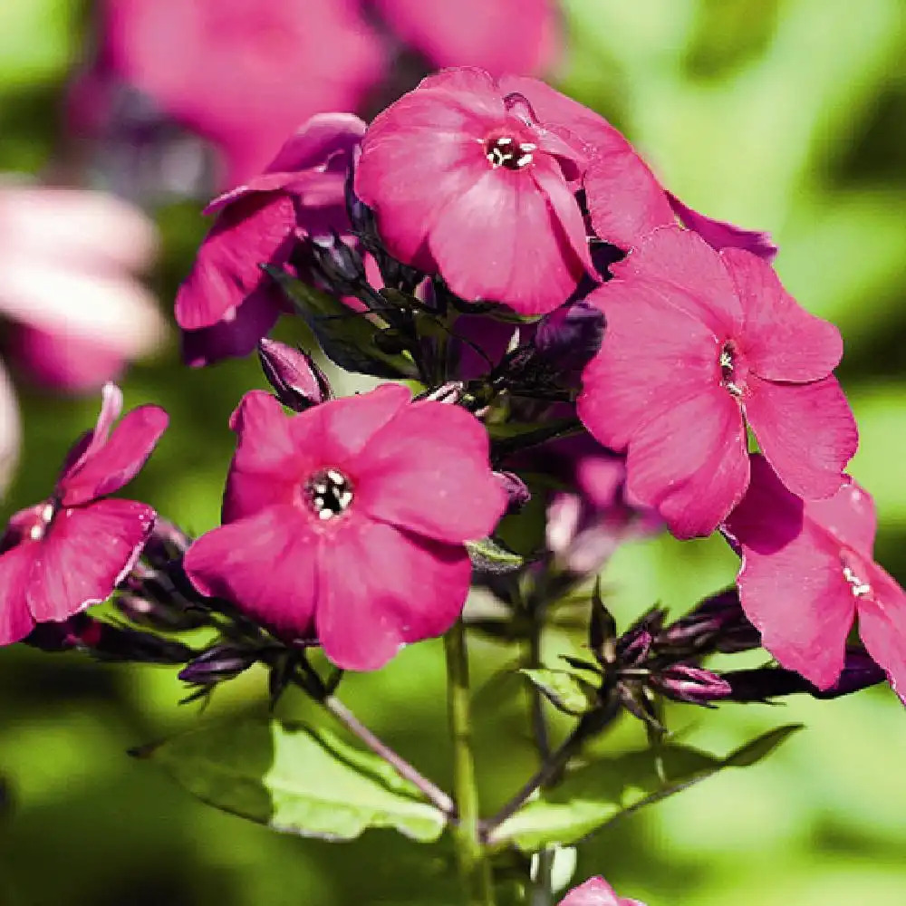 PHLOX 'The King' (Paniculata Group)