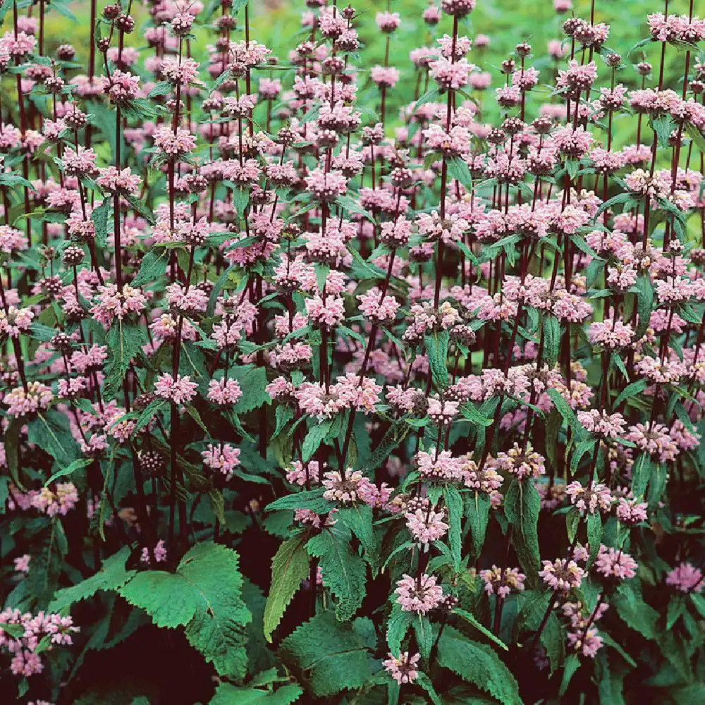 PHLOMIS tuberosa 'Amazone'