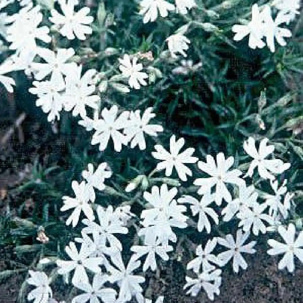 PHLOX 'White Admiral' (Paniculata Group)