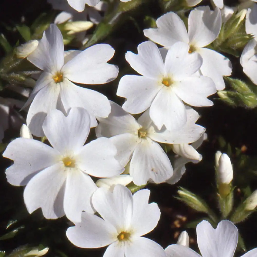 PHLOX 'White Delight' (Subulata Group)