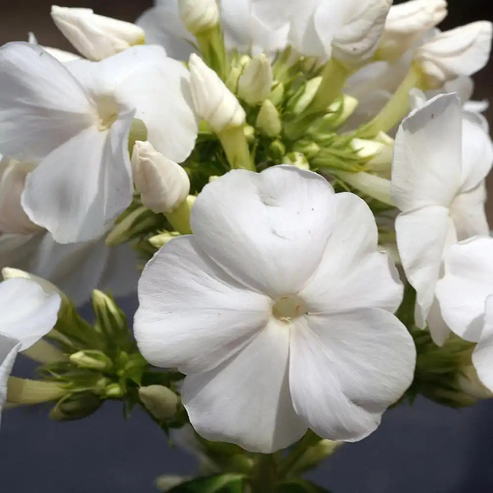 PHLOX 'White Sparr' (Paniculata Group)