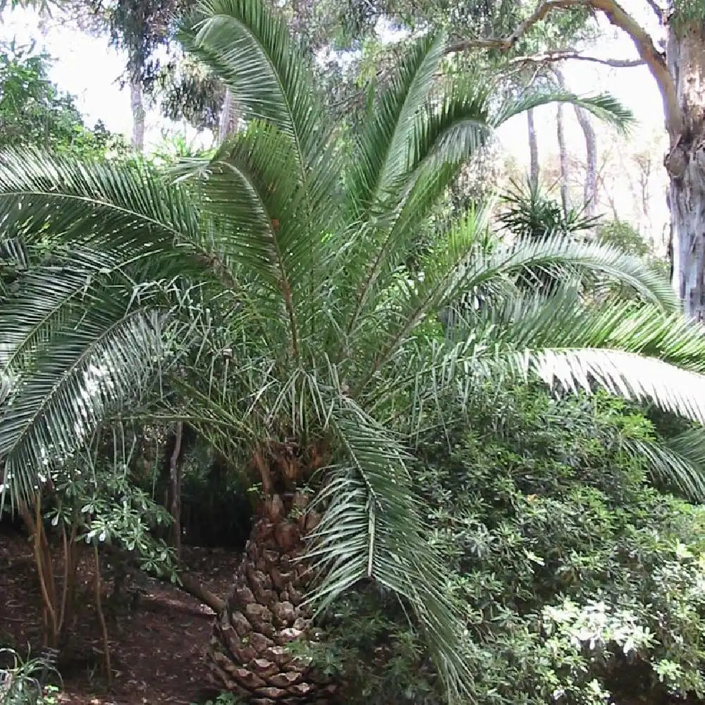 Système racinaire du palmier et culture en container