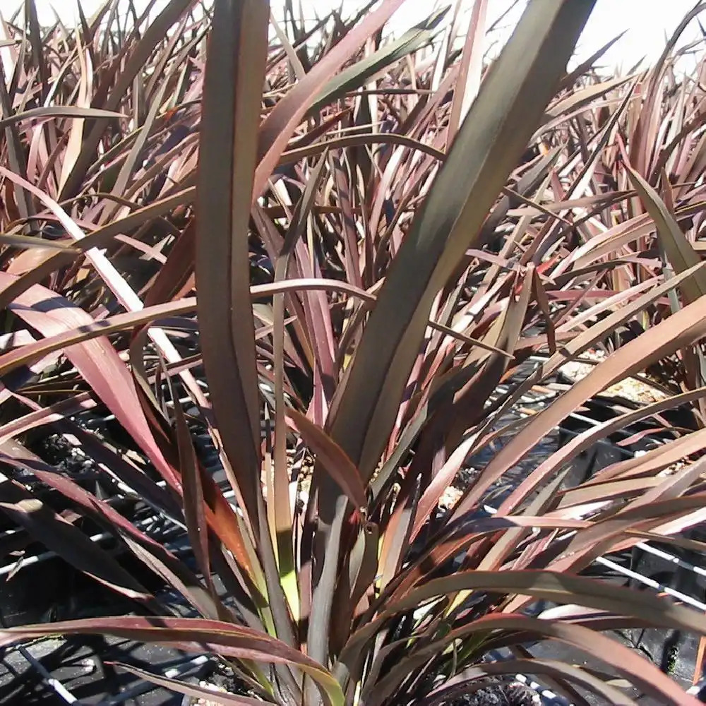 PHORMIUM 'Bronze Baby'