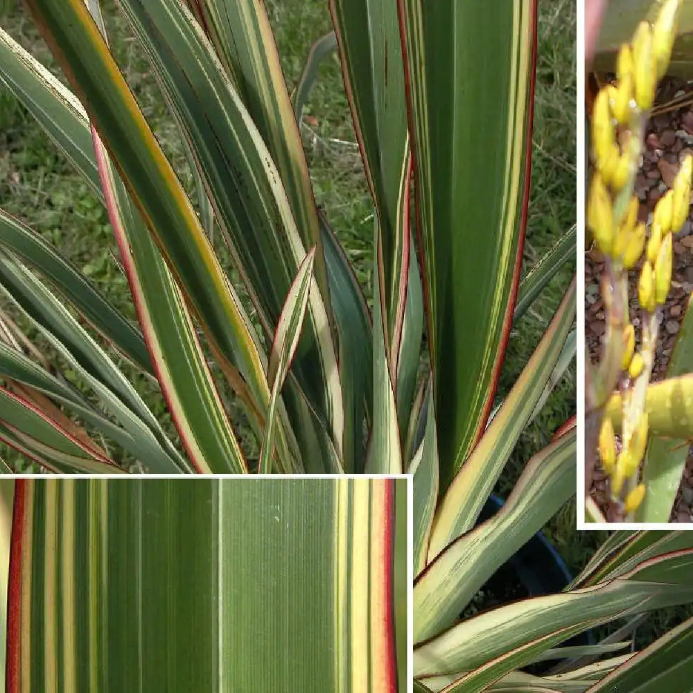 PHORMIUM cookianum 'Tricolor'