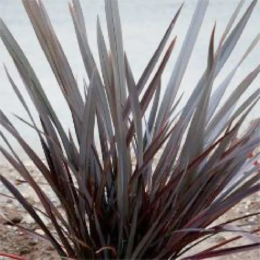 PHORMIUM 'Dark Delight'