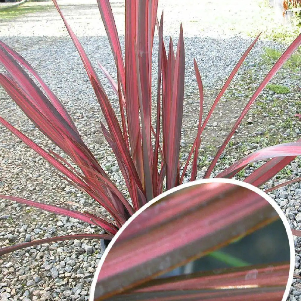 PHORMIUM 'Dazzler'