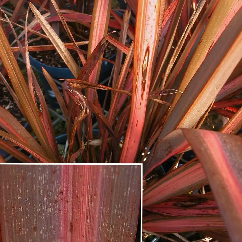 PHORMIUM 'Evening Glow'