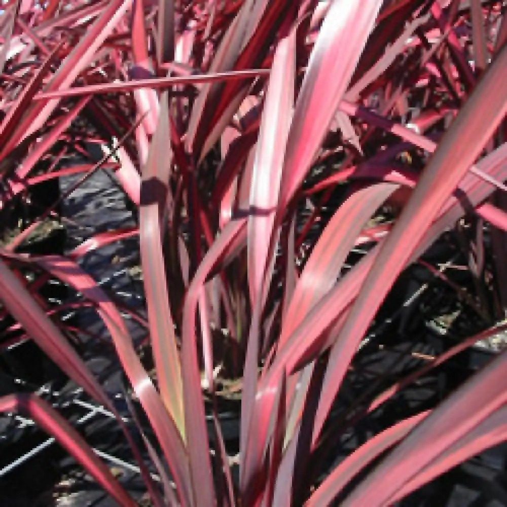 fleurs blanches, pétunias en rouge et phormium en cache-pot en terre cuite