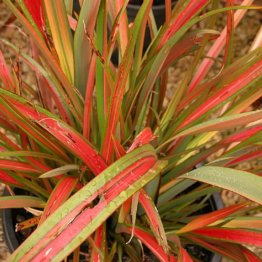 PHORMIUM 'Jester'