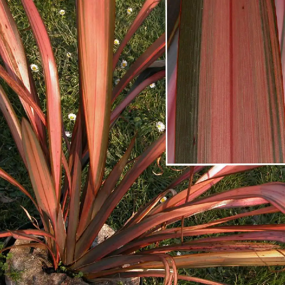 PHORMIUM 'Maori Sunrise'