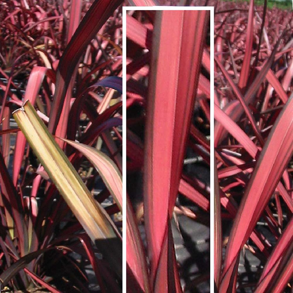 PHORMIUM 'Pink Panther'