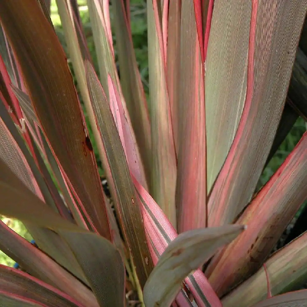 PHORMIUM 'Pink Stripe'