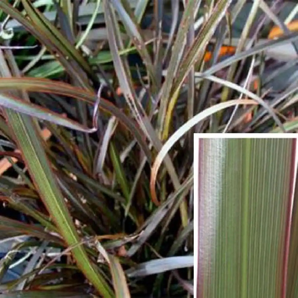 PHORMIUM 'Surfer Bronze'